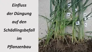 Einfluss der Düngung auf den Schädlingsbefall im Pflanzenbau
