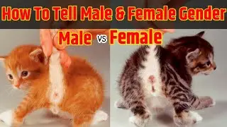 Самец или самка? Как определить пол котёнка? | kaise pata kare kitten male hai ya female