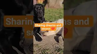 Beautiful bond they share. #labrador #retreiver #dog #pawsome #shortvideo #shorts
