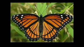 APES Unit 4-1A Species Interactions, Ecological Succession, and Population Control