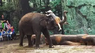Elephants show - pertunjukan gajah di taman safari indonesia