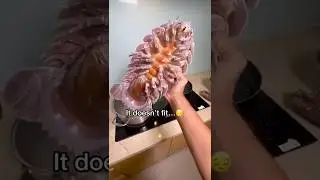 Приготовление самого странного морепродукта в мире