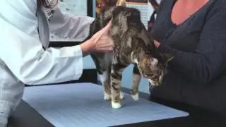 Harbourview Animal Hospital