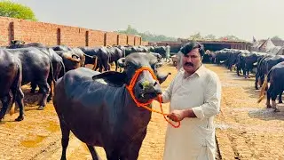 High Quality Nali Bar Buffaloes || Pargnant Jhotian| Murrah Buffalo for sale in nankana