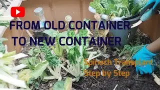 How to transplant mature spinach, Big spinach harvest in winter