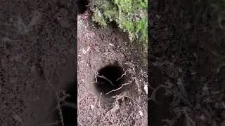 Woods dirthole made at the base of a hemlock tree