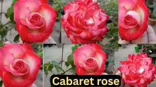 🌹Cabaret blend colour rose plant care in details🌹#cabaret #rose #rosegardening #viral #terracegarden