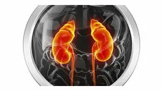 Can Dehydration Cause GFR To Be Low