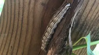 elephant hawk caterpillar (big FAKE eyes)