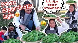 PANEN SAYUR GRATIS DI TEPI LADANG, DAPAT BANYAK😍 AKHIRNYA BERBURU SAYUR MAYUR LAGI.!!
