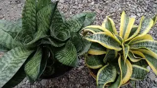 Sansevieria Twister & Trifasciata Hahnii with Different Growing Media