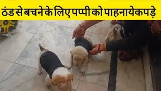 Bhayanak thand se bachane ke liye pappi ko kapde pahnaaye pappi ke sath my mini vlog 