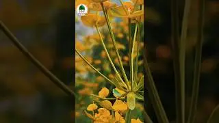 Islam ki kuchh khas baten#islamicvideo #amazingfacts #motivation #rwn