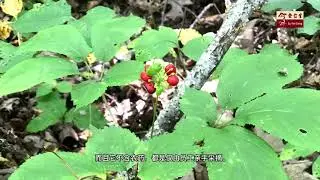 Eu Yan Sang Singapore Wild American Ginseng