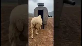 😳 One Sheep Goes In&hellip; Endless Sausages Never Stop Coming Out 🤯🐑