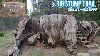 Big Stump Trail in Kings Canyon National Park! Mark Twain Tree