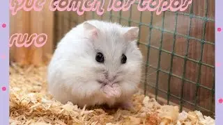 &iquest;Que comen los topos rusos?