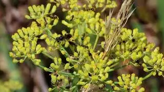 Small Black Ants (Lasius niger)