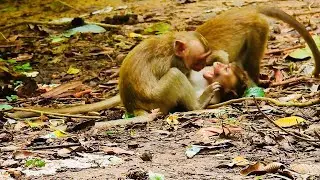 Monkey bite each other under a tree