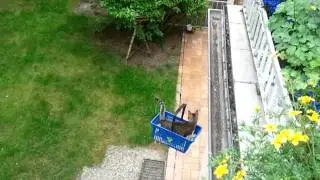 Katze Gassi schicken