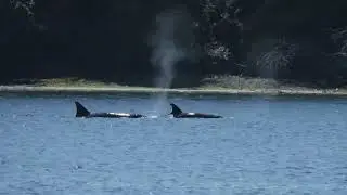 T90s, T124A2s & T65A5 in Cowichan Bay | May 26, 2023