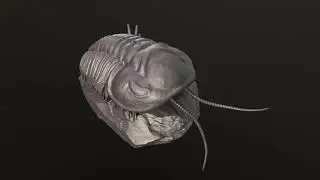 Triarthrus eatoni (environment version, 3D print model).
