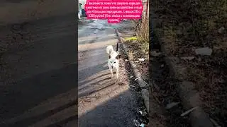 Помочь СБ 5336 6901 6946 5830 #cat #помощьбездомным #кот #котофейка