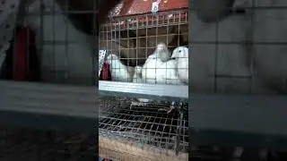Мои перепелки