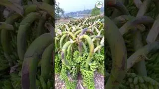 How Banana 🍌 Trade To Odisha from Andhra 🚚 #agribuisness #farming