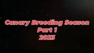Canary Breeding Season 2023 (Part 1)