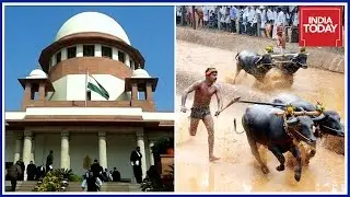 PETA To Challenge Jallikattu & Kambala Law In Supreme Court