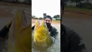 The king of south american rivers! Dourado, o rei do rio! #pescaria #fishing