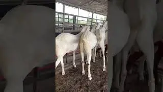 National Goat Farm Modasa - [+919998477674] - Kurbani Goats Available