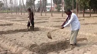 Poplar Plantation