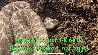 Update on our Gravid female Hognose Snake double clutch PRELAY SHED + Eggs!
