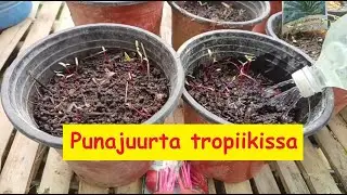 Filippiineillä paljon uusia istutuksia ja kohopenkkiä