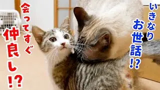【子猫と先住猫の初対面】会ってすぐ面倒を見始めちゃうデュフィの優しさにほっこりしました