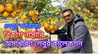   লেবুর স্বর্গরাজ্যে অসাধারণ কালেকশন। EXTRAORDINARY CITRUS COLLECTION IN BIKASH NURSERY. 