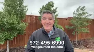 Winter Weeds in North Texas: What You're Seeing & How We Can Help