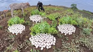 Wow Amazing Top Video Skills Man - Pick a lot of duck eggs in grass by lucky hand