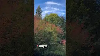 Oregon Trees are in other level🌲🌳 #oregon #nature #trees #biology #forests #reedwoods #pinesforest