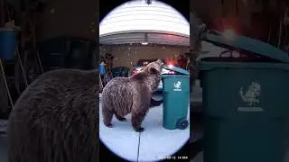 Wild Bear Walks Into Garage  #CCTVFootage  #WildlifeCaughtOnCamera #DaytimeFootage #RealCCTV