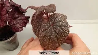 Бегонии декоративнолистные Baby Grand и Red Diamond из коллекции Голубевой Татьяны