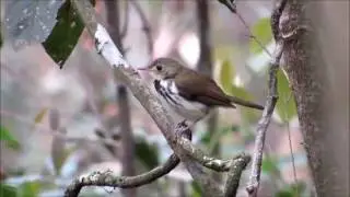 O canto do Estalador   Corythopis delalandi