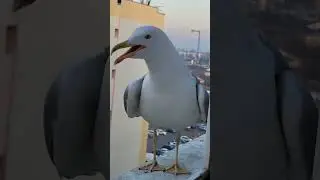 seagull trying to tell me something | seagull sounds
