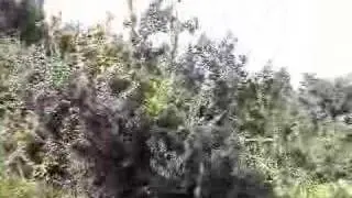 Manroot conclusion