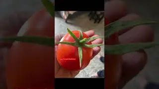 Harvesting Home Grown FreshTomato #shorts #shortfeeds #kitchengarden #tomato