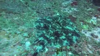 Sympterygia brevicaudata (1080p HD)