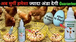 This is a great natural egg booster to increase egg production and egg size in hens. Layer Chicke...