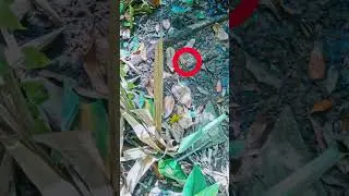 ALMOST STEPPED ON A DEADLY SNAKE